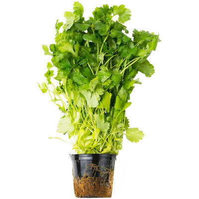 Кориандр в горшке, 1шт