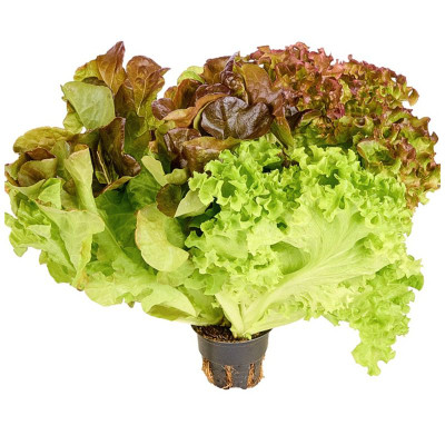 Изображение товара Салат Трио Микс в горшке, 1шт