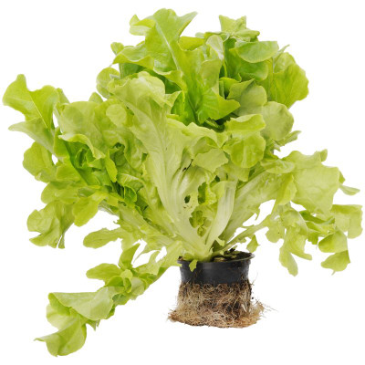 Изображение товара Салат Дуболистный зеленый в горшке, 1шт