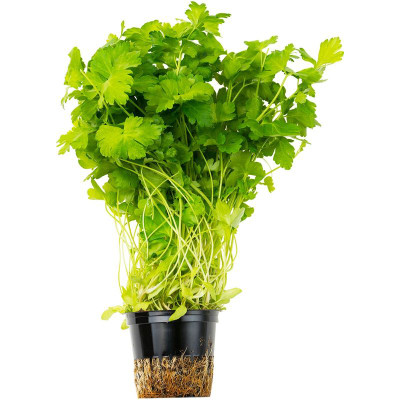 Изображение товара Петрушка в горшке, 1шт