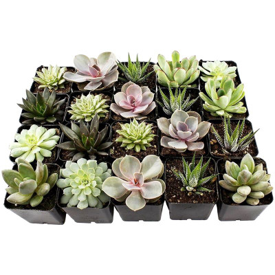 Изображение товара Суккулент микс, 1шт