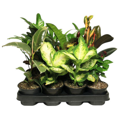 Изображение товара Зеленолистные растения категории 1 в ассортименте