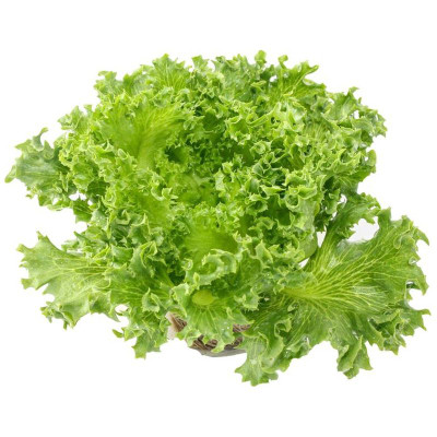 Изображение товара Салат Фриллис, 1шт