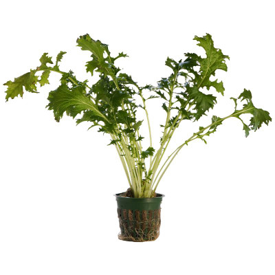 Салат Завод№1 Мизуна зелёная, 1шт