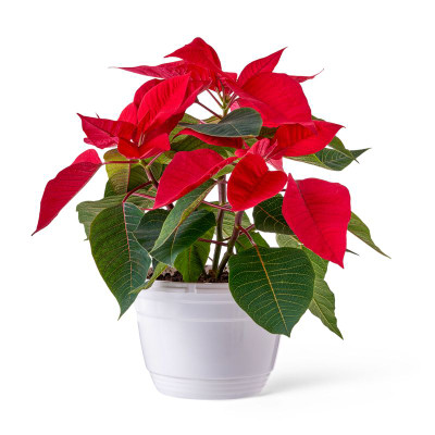 Изображение товара Пуансеттия красная, d19