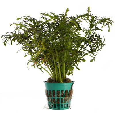 Салат Завод№1 Мизуна красная, 1шт