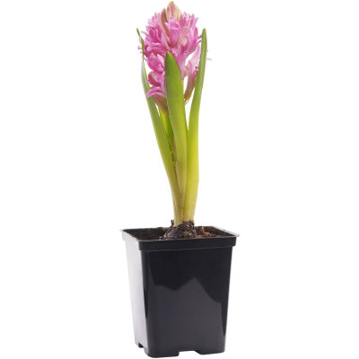 Изображение товара Цветок Гиацинт в горшке в ассортименте