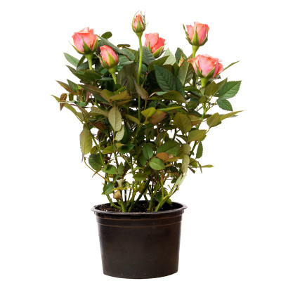 Изображение товара Роза Кордана микс, в ассортименте