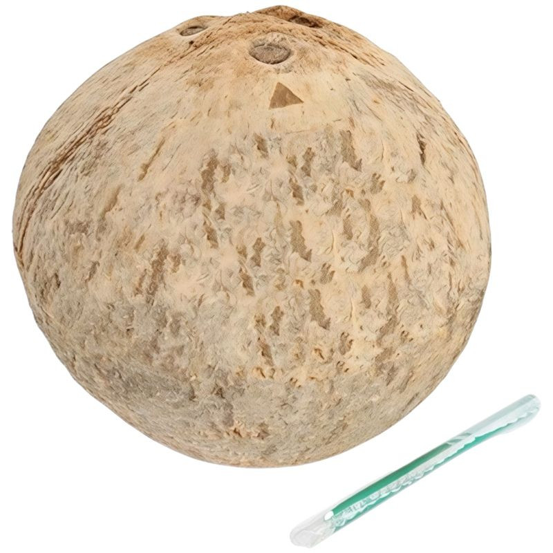 Изображение товара Свежий кокос Артфрут 1 шт натуральный продукт Вьетнам