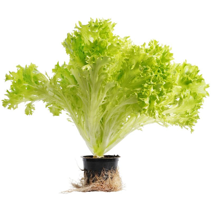 Изображение товара Салат Кудрявый в горшке, свежий и питательный
