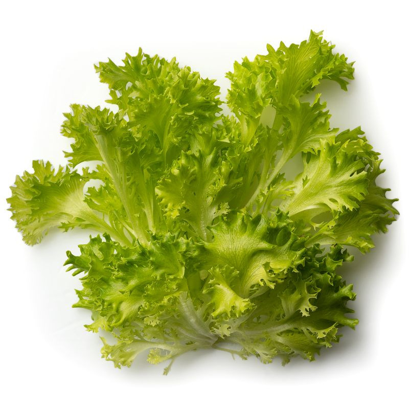 Изображение товара Листовой салат Фриллис свежий 100 г С Чистого Листа Россия