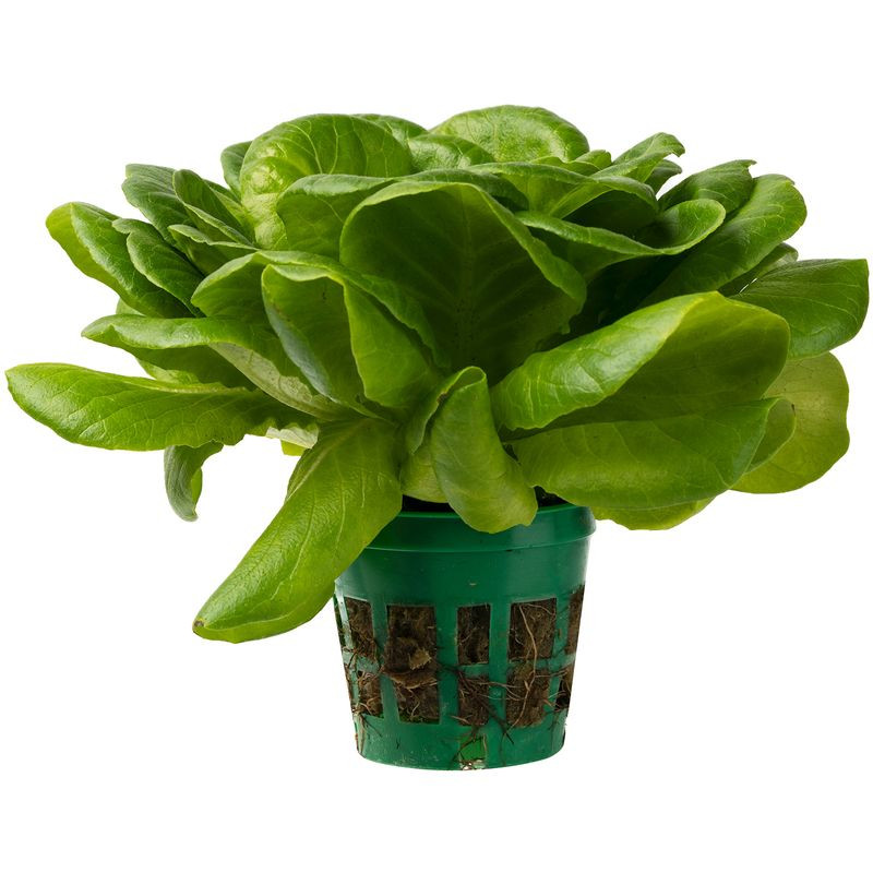 Изображение товара Свежий маслянистый зелёный салат в горшочке 1 шт Рост Россия