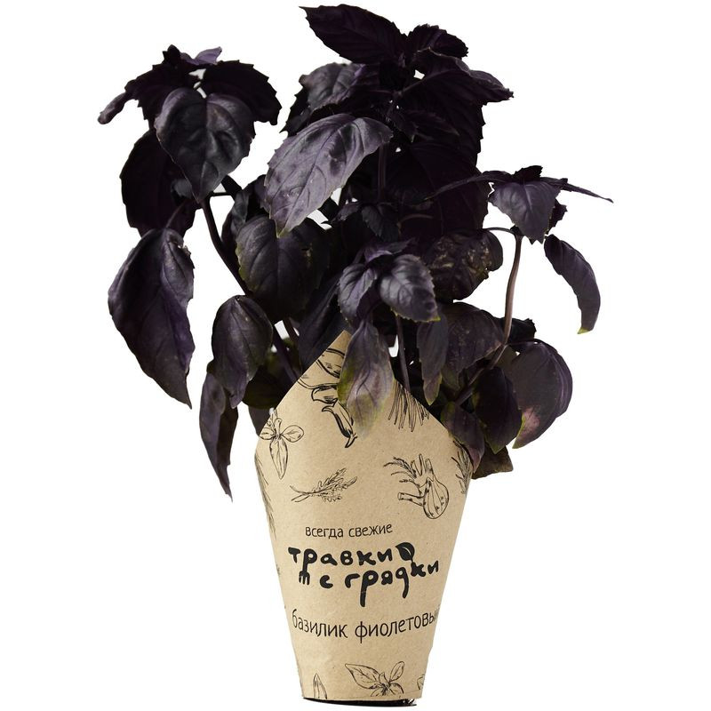 Изображение товара Фиолетовый базилик в горшочке Травки с грядки свежий 8 дней в России