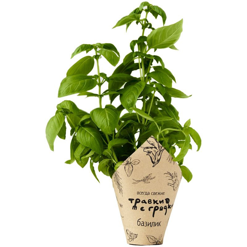 Изображение товара Свежий базилик зеленый в горшочке 8 дней хранения Травки с грядки