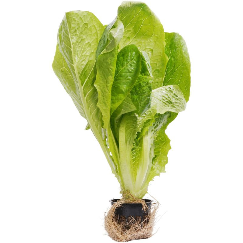 Изображение товара Салат Ромэн Эксклюзив в горшке свежий и натуральный низкая калорийность