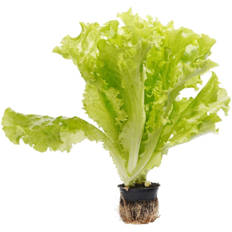 Изображение товара Салат листовой в горшке свежий 1шт от Знай Наших