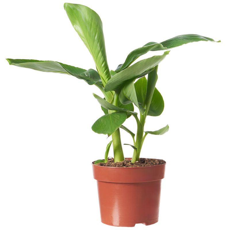 Изображение товара Свежий банан длиной 12 см от производителя Тендер