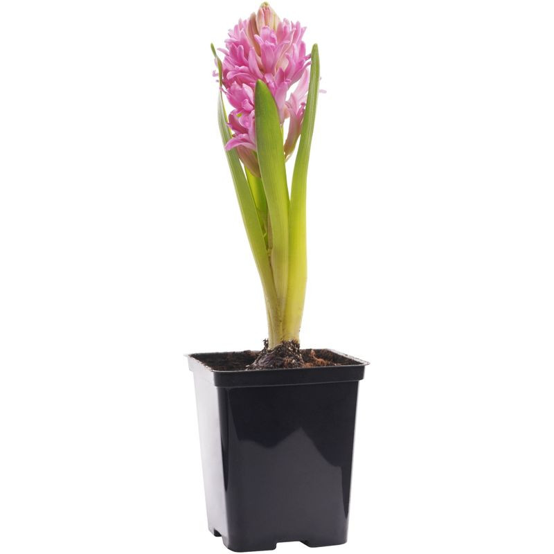 Изображение товара Гиацинт в горшке в ассортименте - свежий комнатный цветок для интерьера