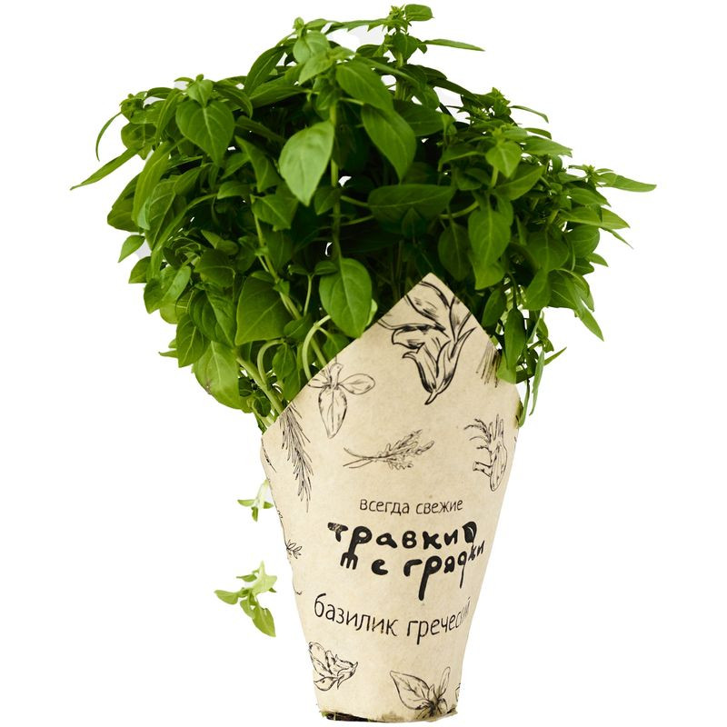 Изображение товара Свежий греческий базилик в горшочке  Травки с грядки  Россия