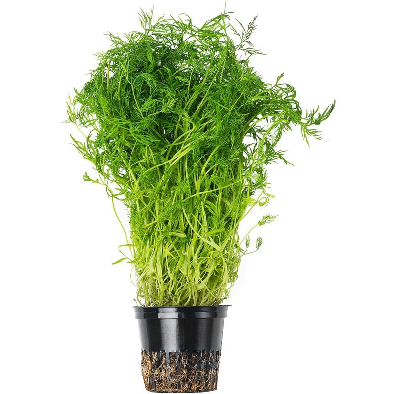 Изображение товара Укроп в горшке свежий, 1 шт - ароматные травы для кухни